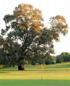 Cowra Golf Club - Restaurant Find 0