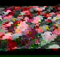 Camellia's Australia National Camellia Show - Restaurant Find