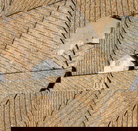 WA Now  Tom Mller Monolith Scores - Virtual Exhibition - Restaurant Find