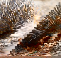 Aussie Wildlife Course - July/August/September - Restaurant Find