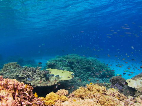 Recovery Of The Great Barrier Reef - Restaurant Find 0