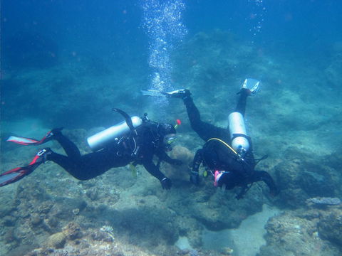 Recovery Of The Great Barrier Reef - Restaurant Find 1