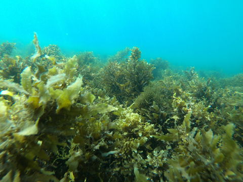 Recovery Of The Great Barrier Reef - Restaurant Find 2