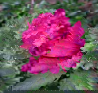 Rhododendrons at Brangayne - Restaurant Find