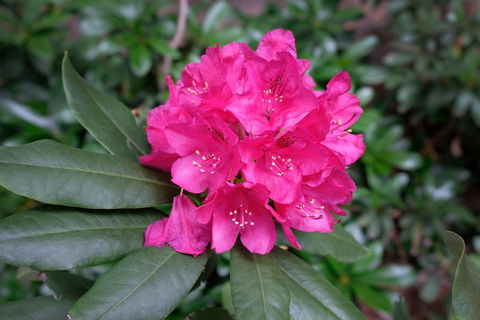 Rhododendrons At Brangayne - Restaurant Find 0