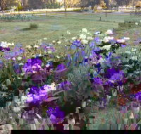 Riverina Iris Farm Open Garden and Iris Display - Restaurant Find