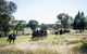 Weddin Mountain Muster - thumb 0