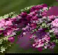 69th Annual Goulburn Lilac City Festival - Restaurant Find