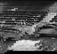 Capturing Nature Early photography at the Australian Museum 1857  1893 - Restaurant Find