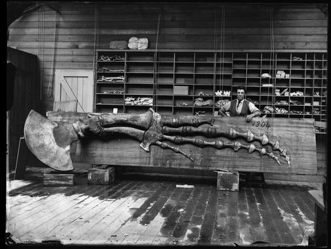 Capturing Nature: Early Photography At The Australian Museum 1857 – 1893 - Restaurant Find 0