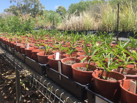 Conservation Volunteers Australia Townsville - Ocean View Nursery - Restaurant Find 2