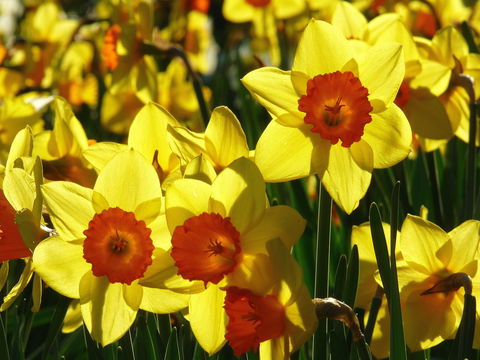 Daffodils At Rydal - Restaurant Find 1