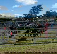 Dungog Team Penning - Restaurant Find