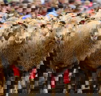 Rosto Merriwa Festival of the Fleeces - Restaurant Find