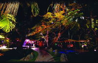 Poinciana
