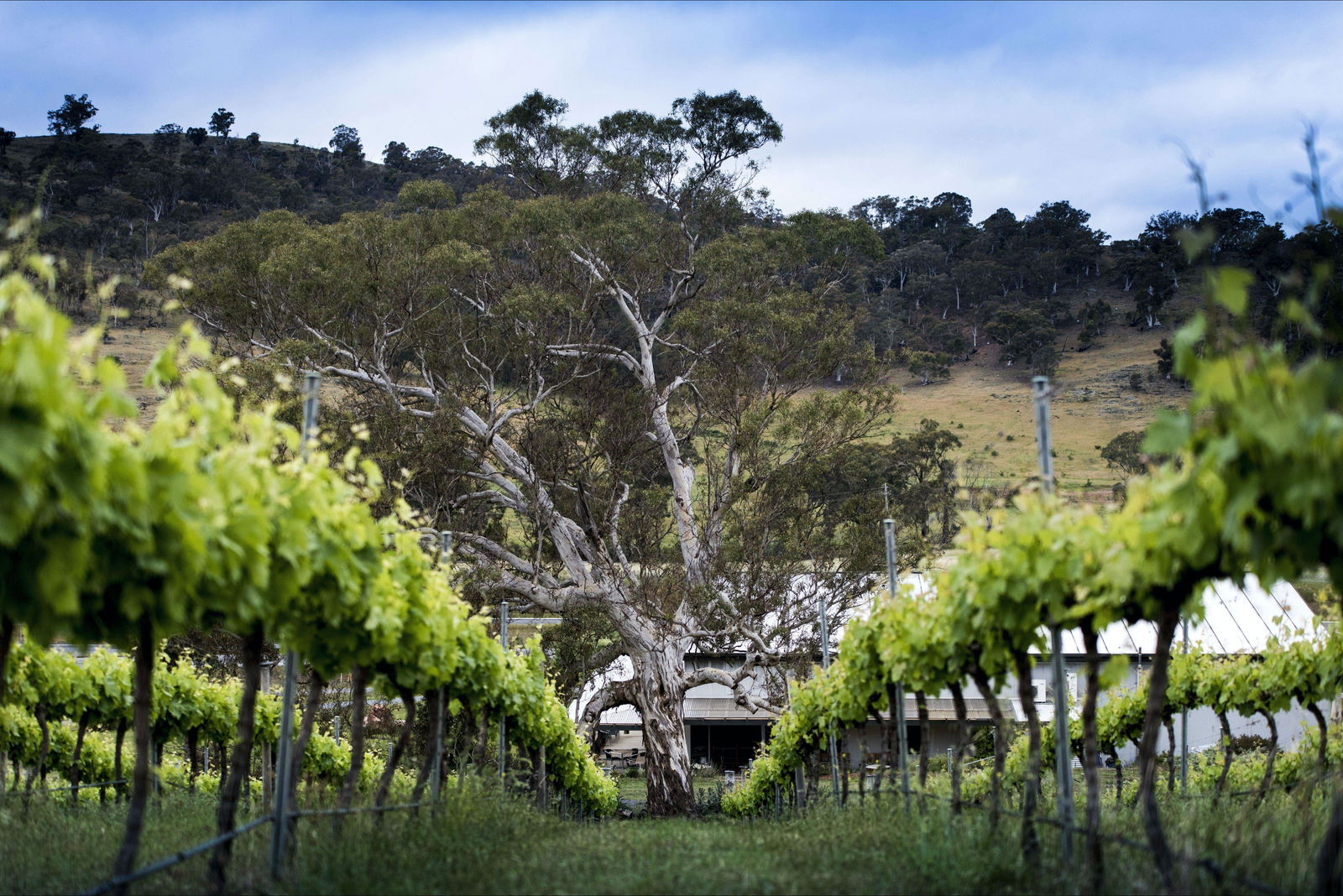 Majura ACT Restaurant Find
