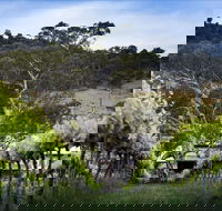 Mount Majura Vineyard - Restaurant Find