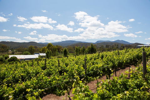 Politini Wines - Restaurant Find 1