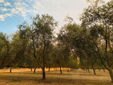 Talinga Grove - Restaurant Find 1