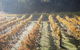 Twisted Gum Wines - thumb 1