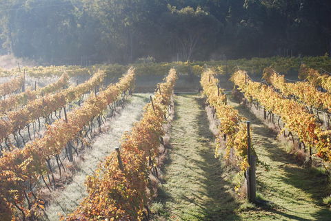 Twisted Gum Wines - Restaurant Find 1