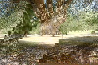 Lentara Grove