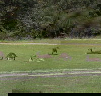Yanchep  Lancelin - Wildlife Cave And Sands - Restaurant Find