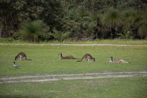 Yanchep & Lancelin - Wildlife, Cave And Sands - Restaurant Find 0