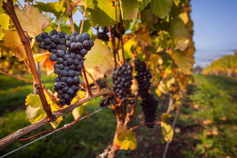 Full Day Tamar Valley Wine Tour - Restaurant Find 0