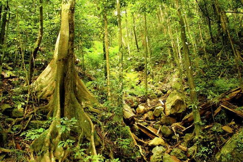 Cairns 4WD Waterfall And Rainforest Tour Including Kuranda Scenic Railway - Restaurant Find 1