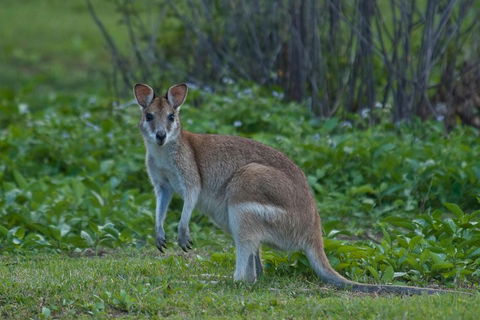 Cairns 4WD Waterfall And Rainforest Tour Including Kuranda Scenic Railway - Restaurant Find 2