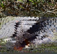 Full Day Tour in the Daintree - Restaurant Find