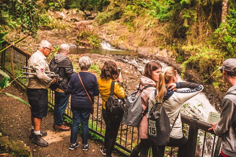 Full-day Springbrook National Park Tour From The Gold Coast - Restaurant Find 0
