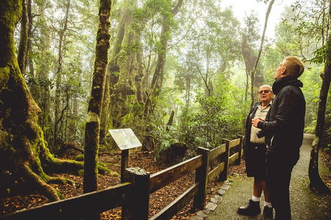 Full-day Springbrook National Park Tour From The Gold Coast - Restaurant Find 1