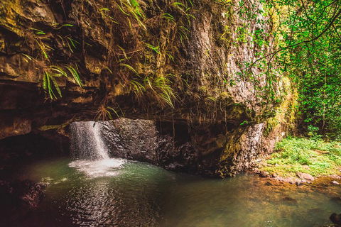 Full-day Springbrook National Park Tour From The Gold Coast - Restaurant Find 4