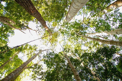 Fraser Island 4WD Tour From Noosa - Restaurant Find 0