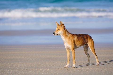 Fraser Island 4WD Tour From Noosa - Restaurant Find 5