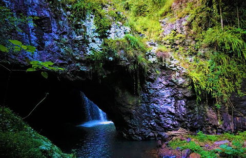 Rainforest & Waterfalls Extravaganza - Restaurant Find 5