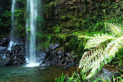 Private Tour - Rainforest & Waterfalls Extravaganza - Restaurant Find 1
