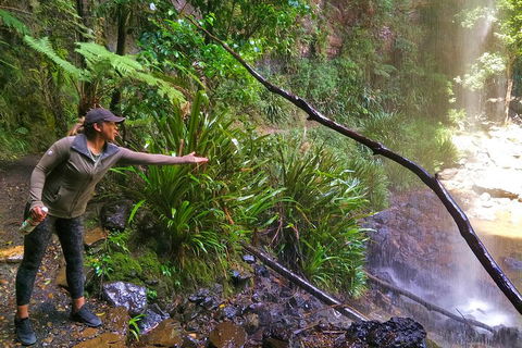 Private Tour - Rainforest & Waterfalls Extravaganza - Restaurant Find 4