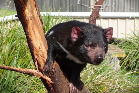6-Day Tasmania Small-Group Guided Tour With Gourmet Food - Restaurant Find 1