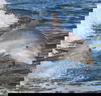 Noosa Oceanrider Scenic Dolphin Safari - Restaurant Find