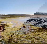Kangaroo Island Personal Group Tours - Restaurant Find