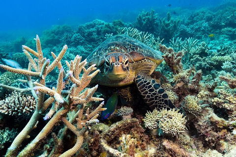 Great Barrier Reef Day Cruise From Cairns Including Snorkeling And Marine Biologist Presentation - Restaurant Find 4