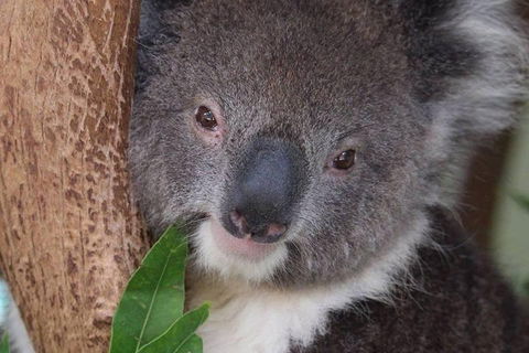 All Inclusive Blue Mountains Small-Group Day Trip From Sydney - Restaurant Find 1