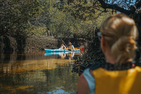 Kayak Tour In Adelaide Dolphin Sanctuary - Restaurant Find 0