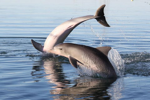 Kayak Tour In Adelaide Dolphin Sanctuary - Restaurant Find 5