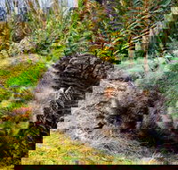 Cradle Mountain National Park Day Tour from Launceston - Restaurant Find
