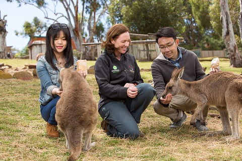 Bonorong Wildlife Park And Richmond Afternoon Tour From Hobart - Restaurant Find 1