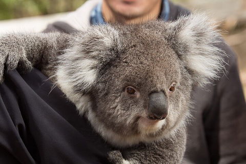 Bonorong Wildlife Park And Richmond Afternoon Tour From Hobart - Restaurant Find 2